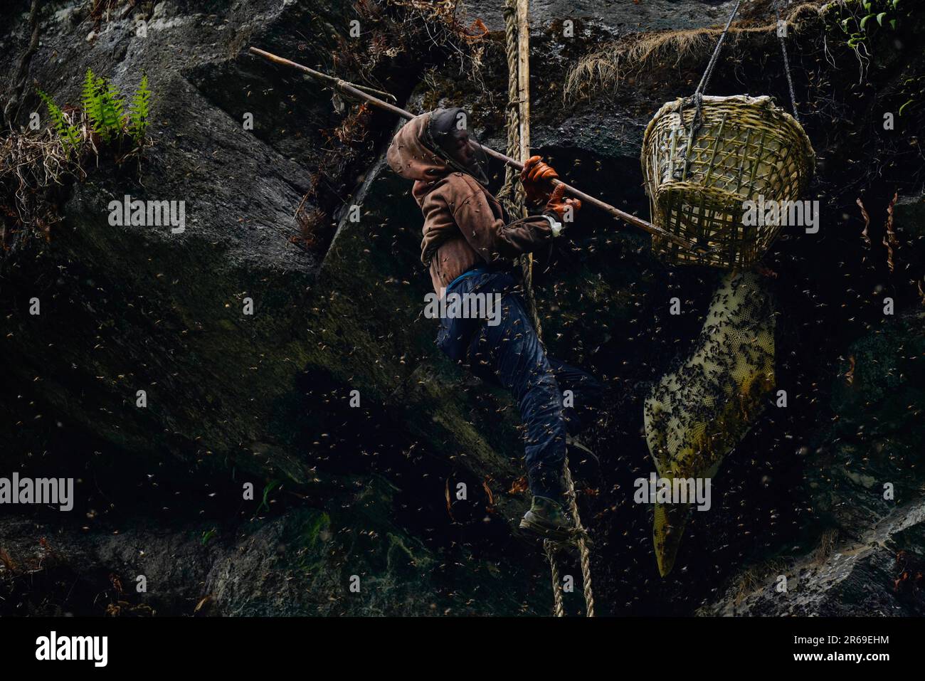 A honey hunter attempts to separate wild bees from their honeycomb ...