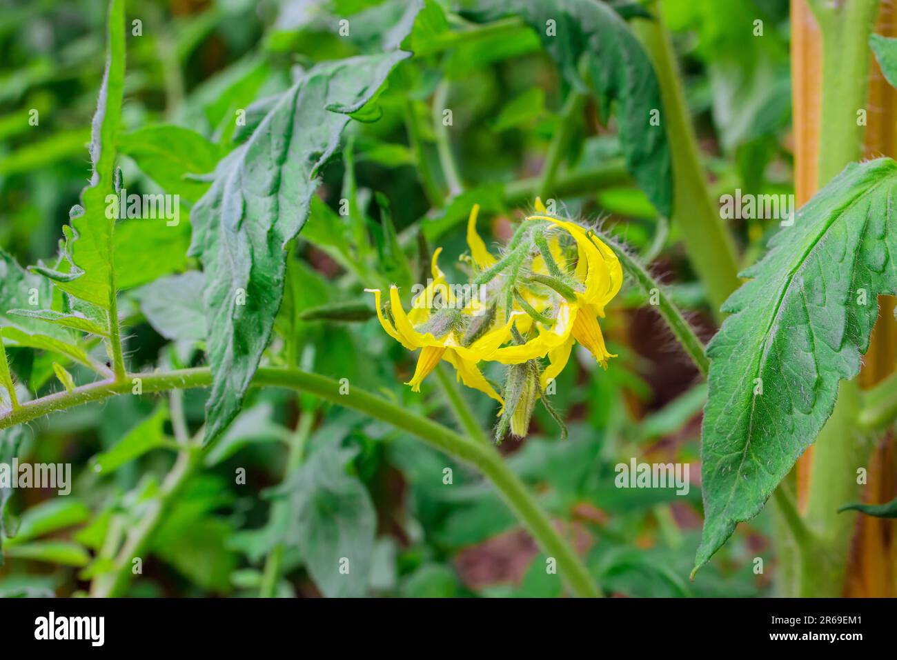 Blooming yellow flowers on tomato plant create visually stunning
