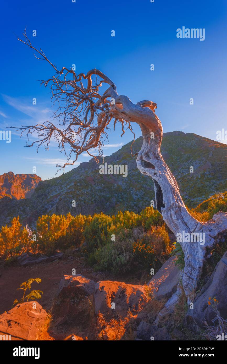 A lonely dead tree near the Madeiras highest peak Pico Ruivo Stock