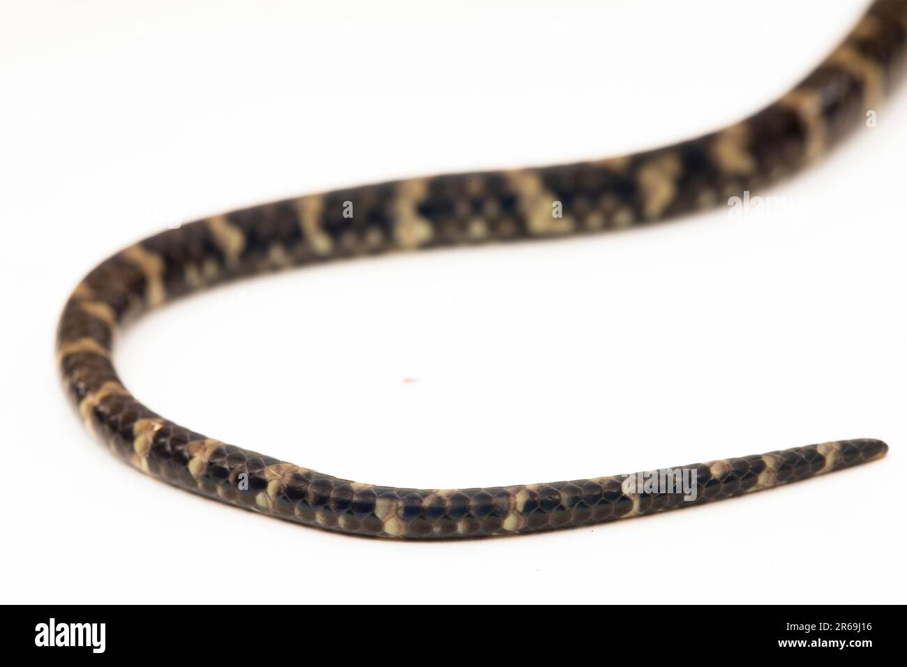 The Scrub python (Morelia amethistina) Amethystine python snake ...