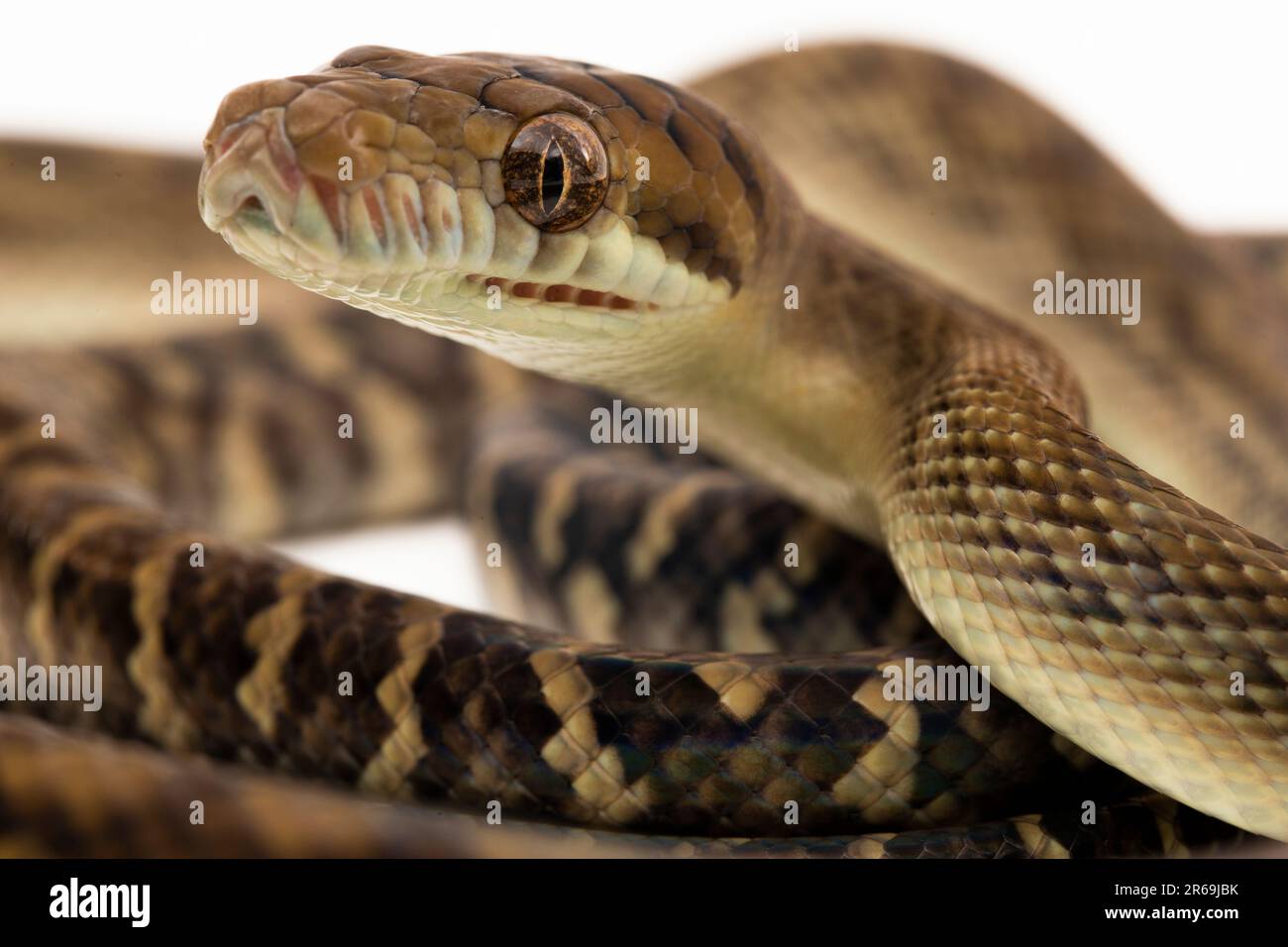 The Scrub python (Morelia amethistina) Amethystine python snake ...