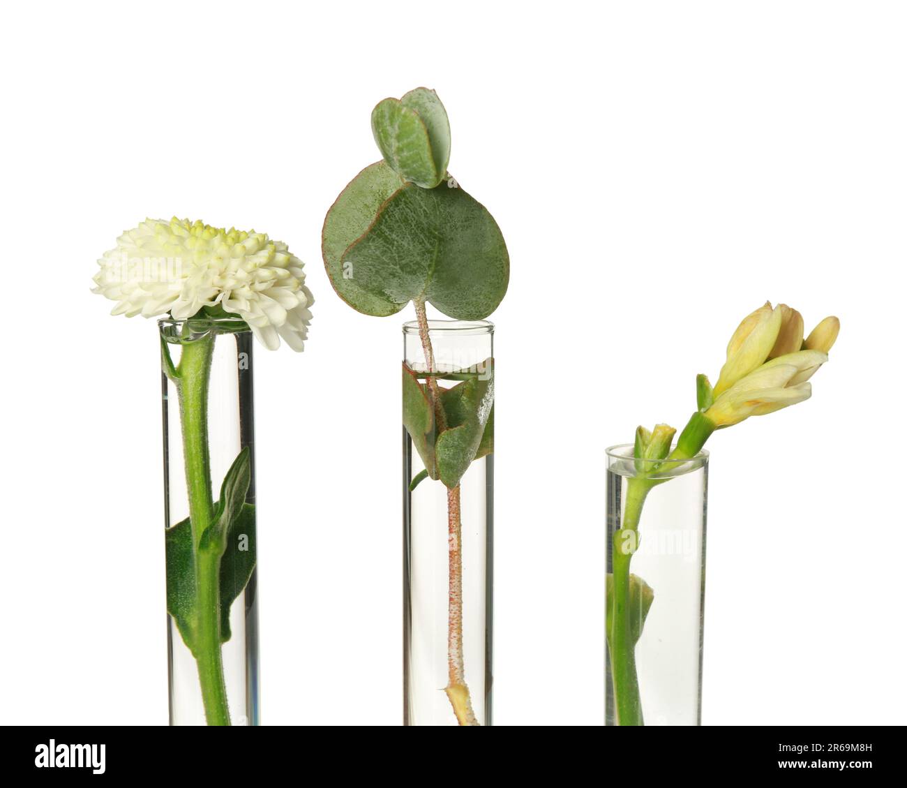 Different plants in test tubes on white background Stock Photo