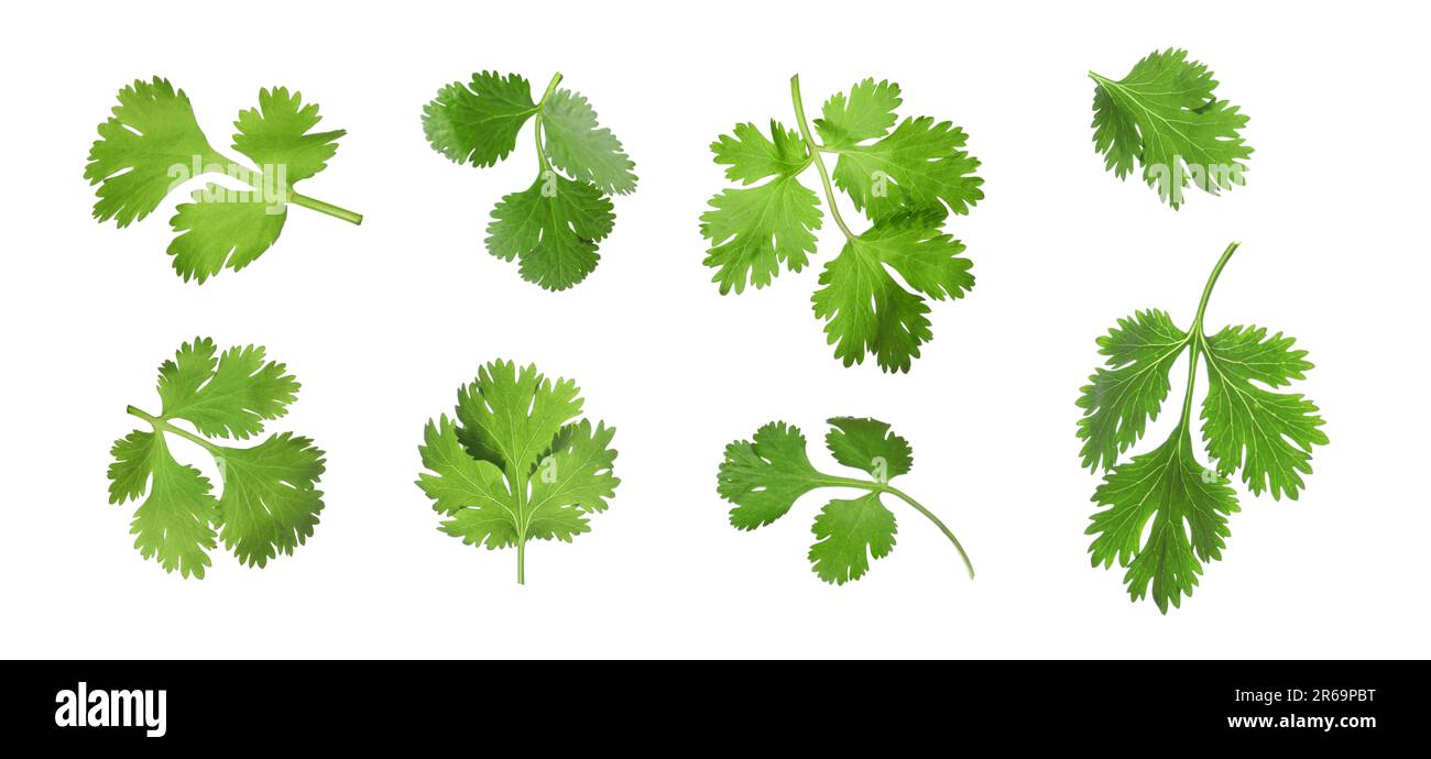 Set with many fresh cilantro leaves on white background Stock Photo Alamy