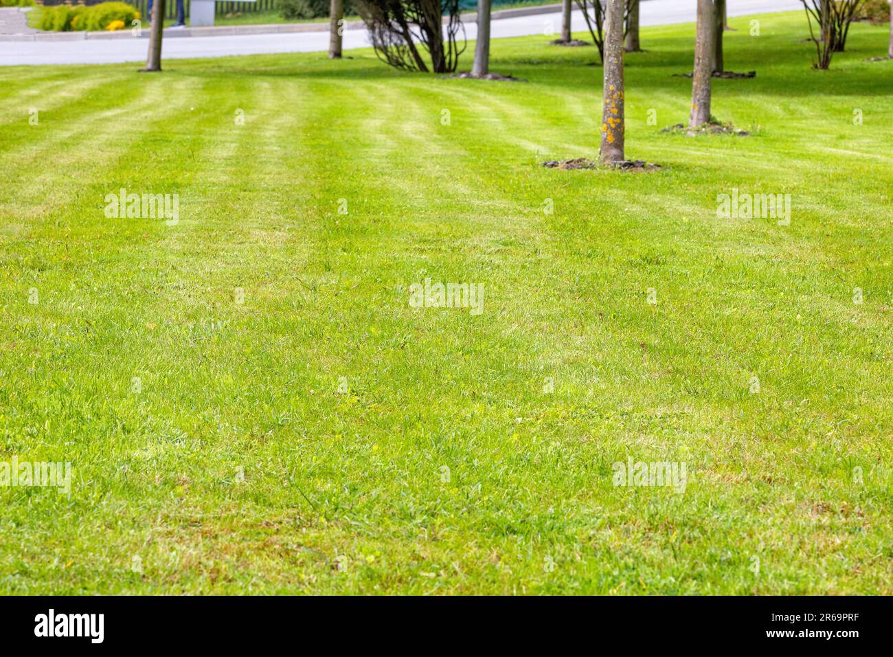 Trimmed green lawn between growing trees in a city park in spring. Green beautiful grass. Copy space. Stock Photo