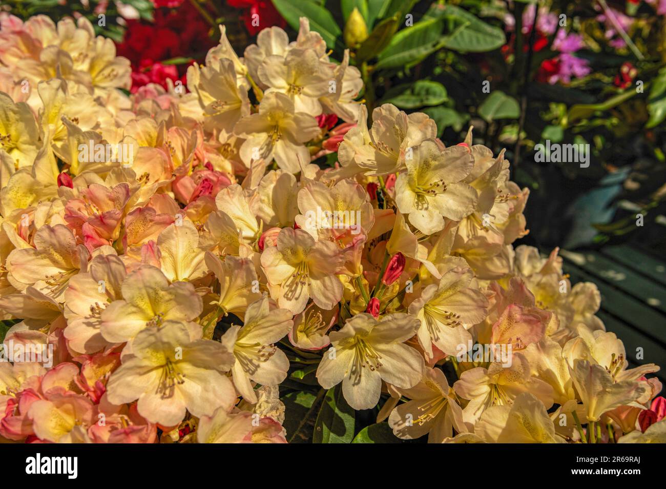 Yellow rhododendron flower on green leaves background on a sunny spring day Stock Photo