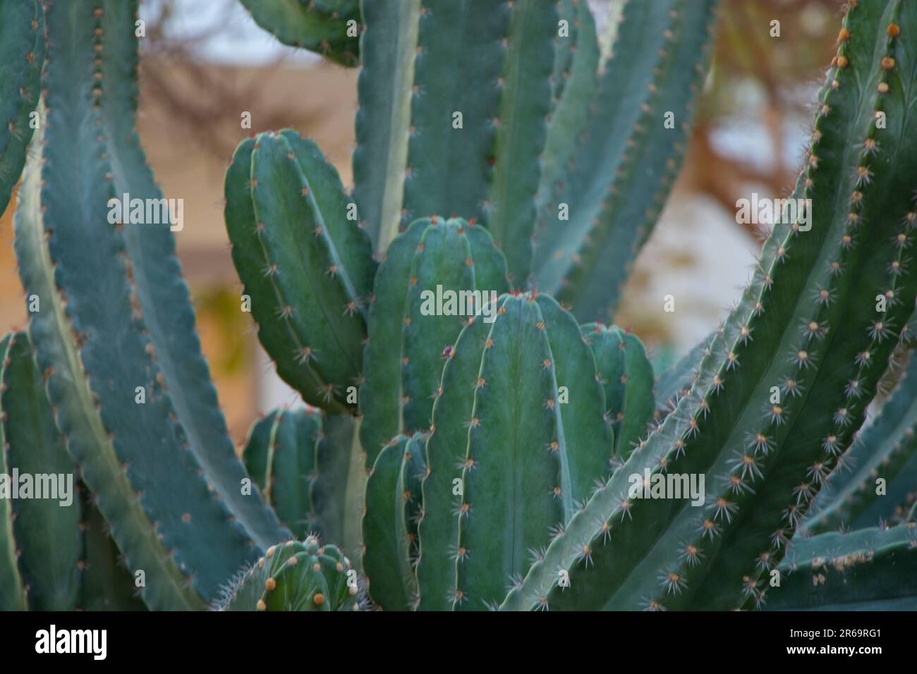 Cactus in egypt hi-res stock photography and images - Alamy
