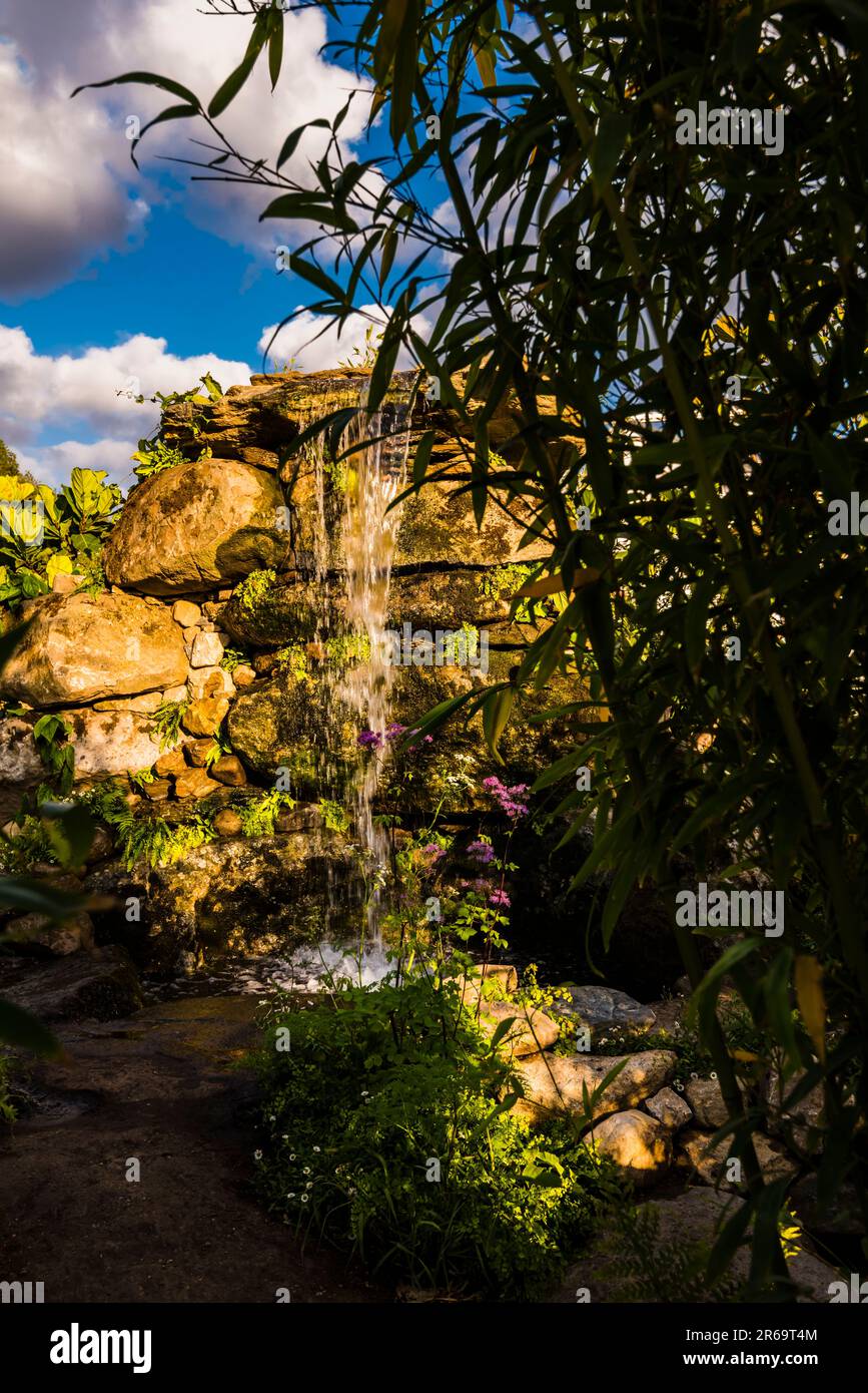 Early evening light on the waterfall at The Fauna & Flora Garden designed by Jilayne Rickards at the 2023 RHS Chelsea Flower Show, London, UK Stock Photo