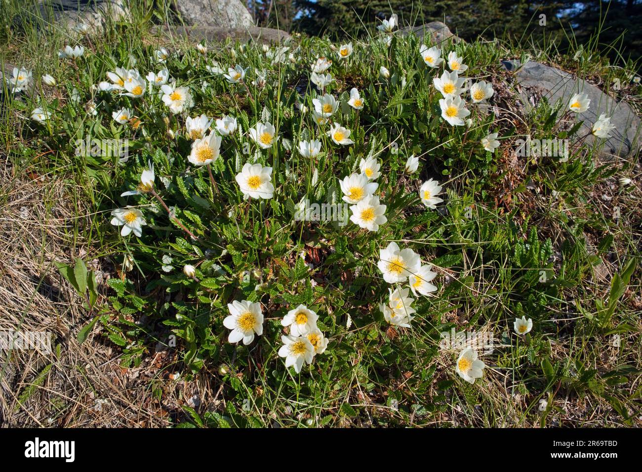Dryas octopetala, the mountain avens flowers Stock Photo