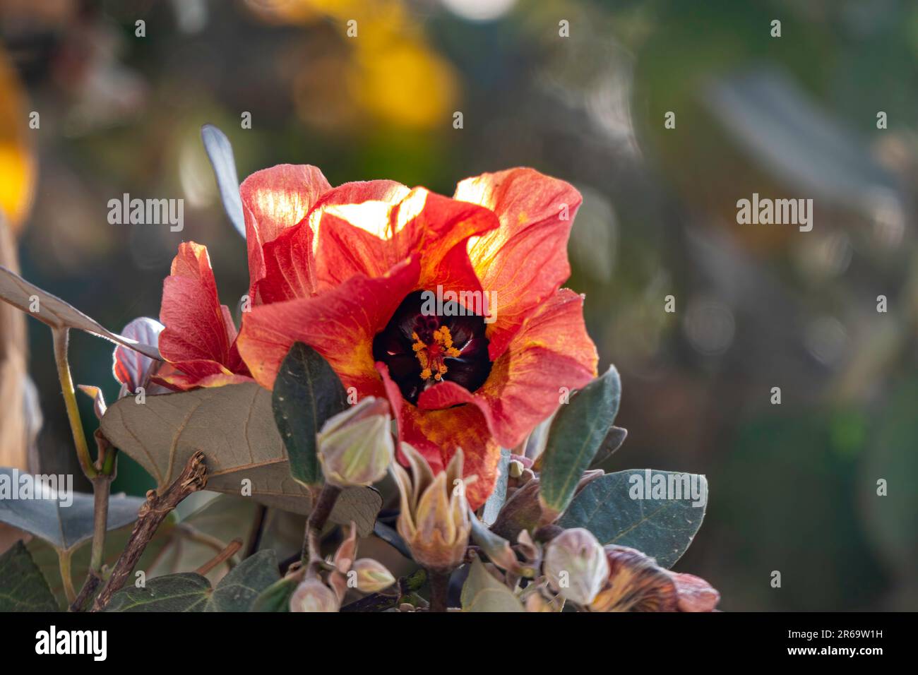 Red and yellow flowers of thespesia populnea or portia or Pacific rosewood or Indian tulip tree closeup Stock Photo