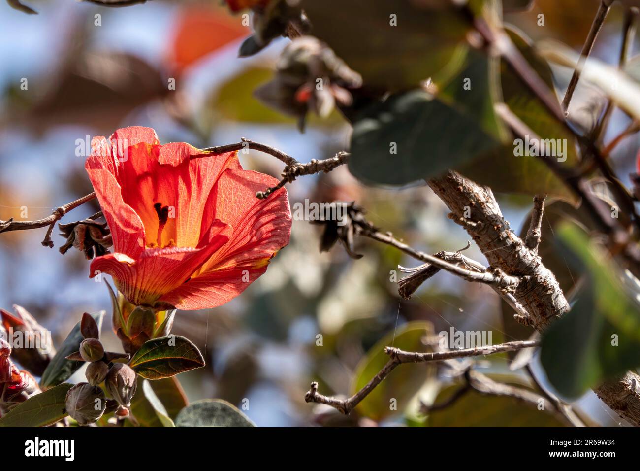 Red and yellow flowers of thespesia populnea or portia or Pacific rosewood or Indian tulip tree closeup Stock Photo