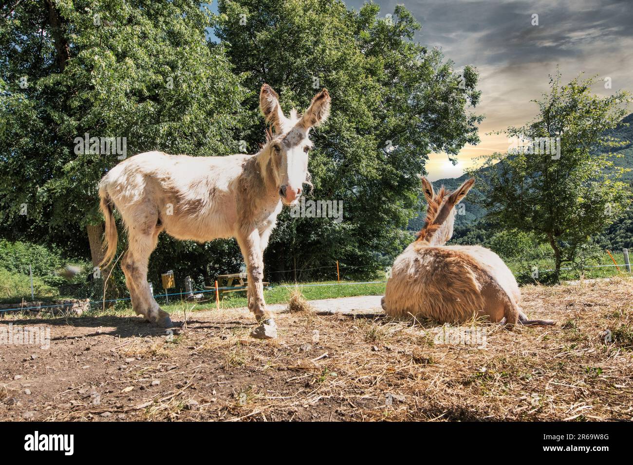 Two lonely donkeys around a farm Stock Photo