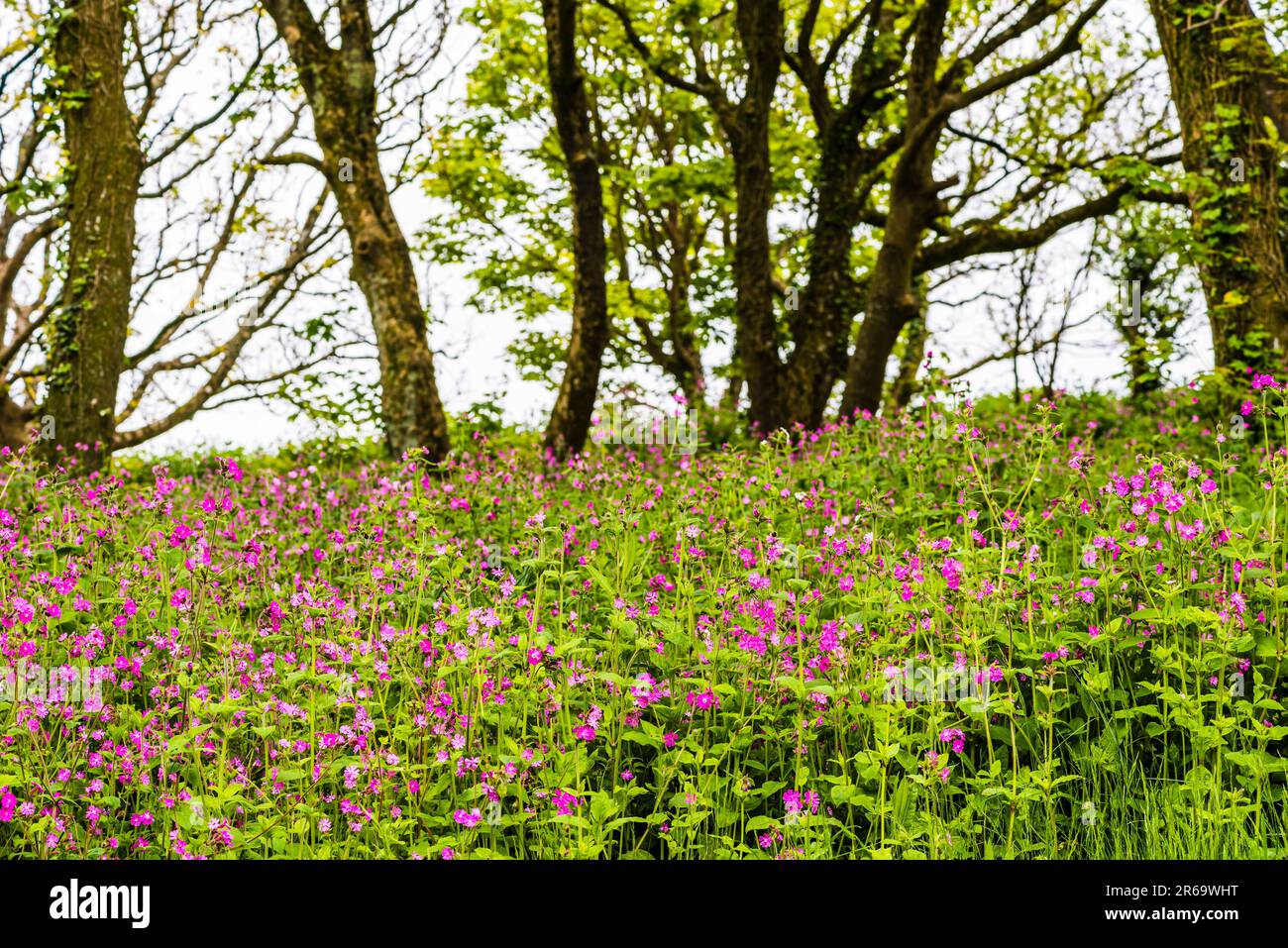 View over a mass of Red Campion (Silene dioica) in the grounds of The Old Vicarage, Tintagel, Cornwall, UK Stock Photo