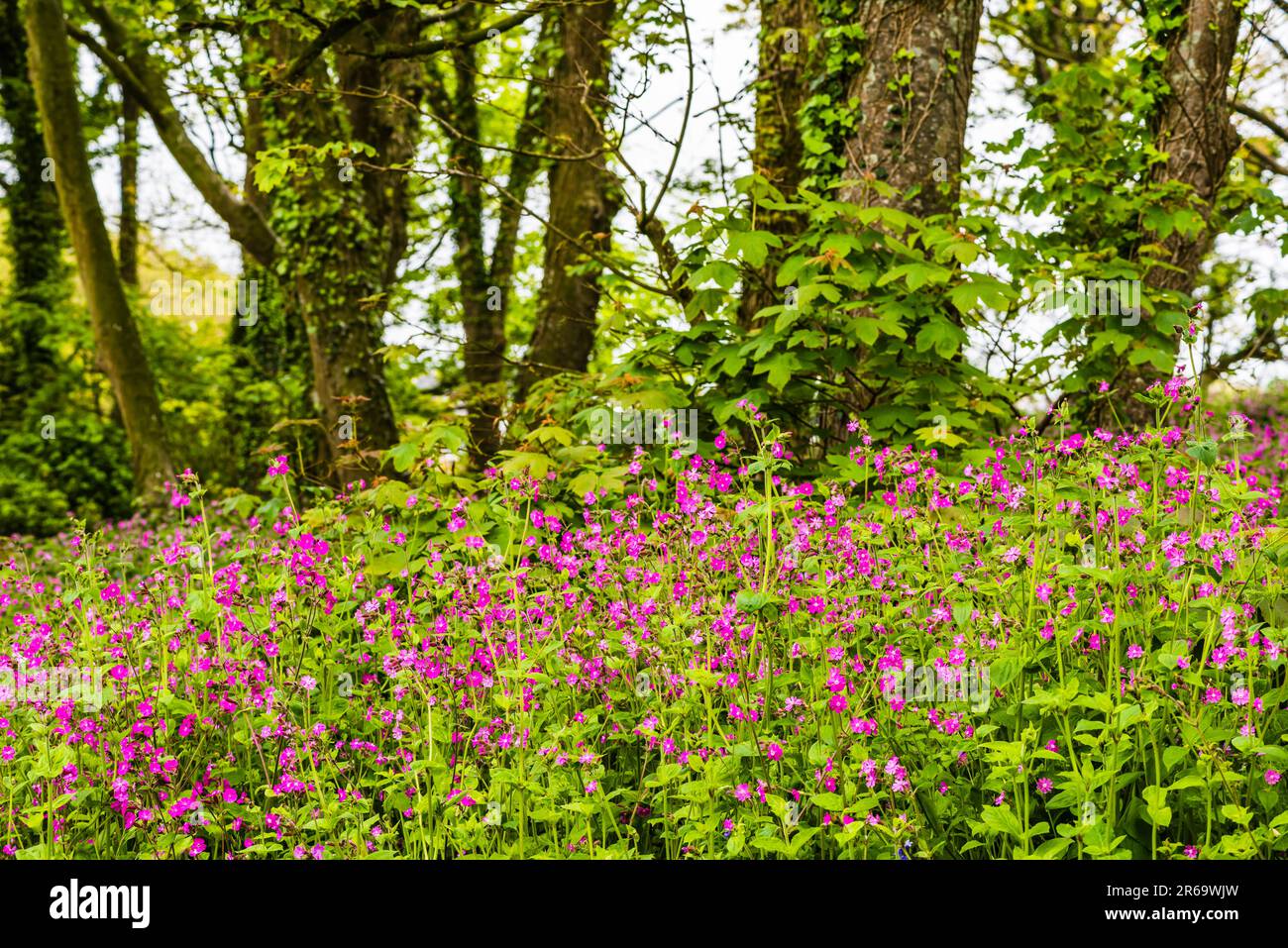 View over a swathe of Red Campion (Silene dioica) in the grounds of The Old Vicarage, Tintagel, Cornwall, UK Stock Photo