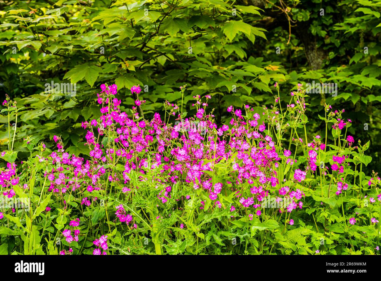 A swathe of Red Campion (Silene dioica) in the grounds of The Old Vicarage, Tintagel, Cornwall, UK Stock Photo