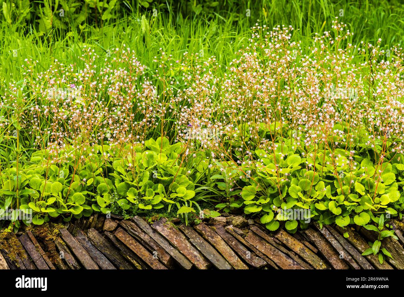 Swathe of Saxifrages (Saxifraga x urbium) in the grounds of The Old Vicarage, Tintagel, Cornwall, UK Stock Photo