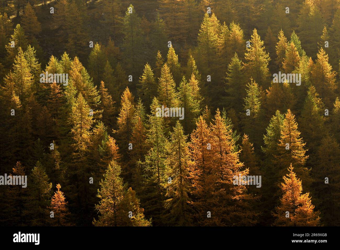 FRANCE. FOREST IN AUTUMN Stock Photo