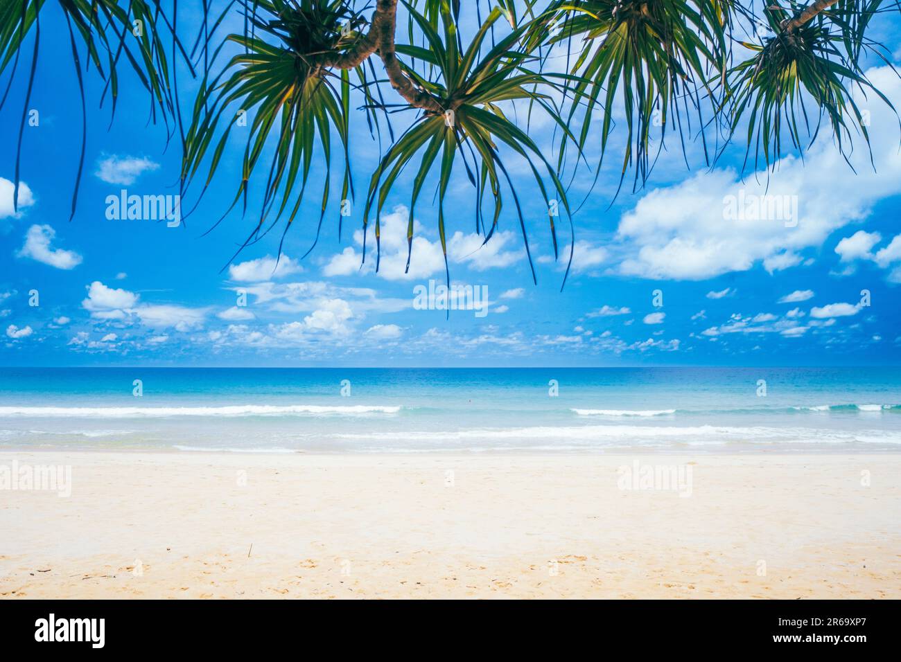 Tropical beach and coconut palm tree with blue sky background Stock ...