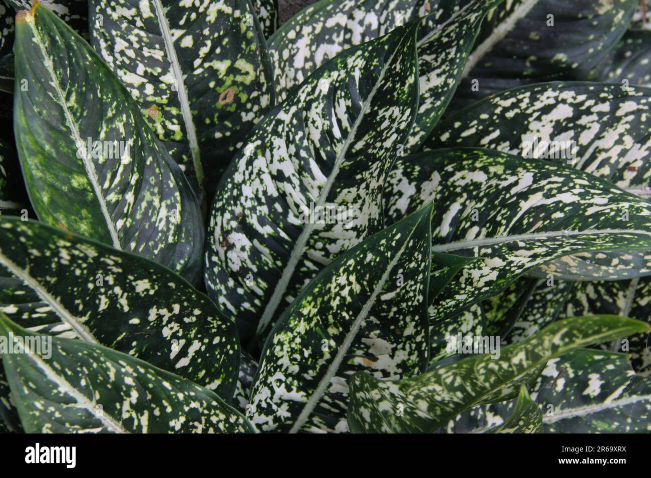 Aglaonema costatum or Chinese Evergreen Stock Photo