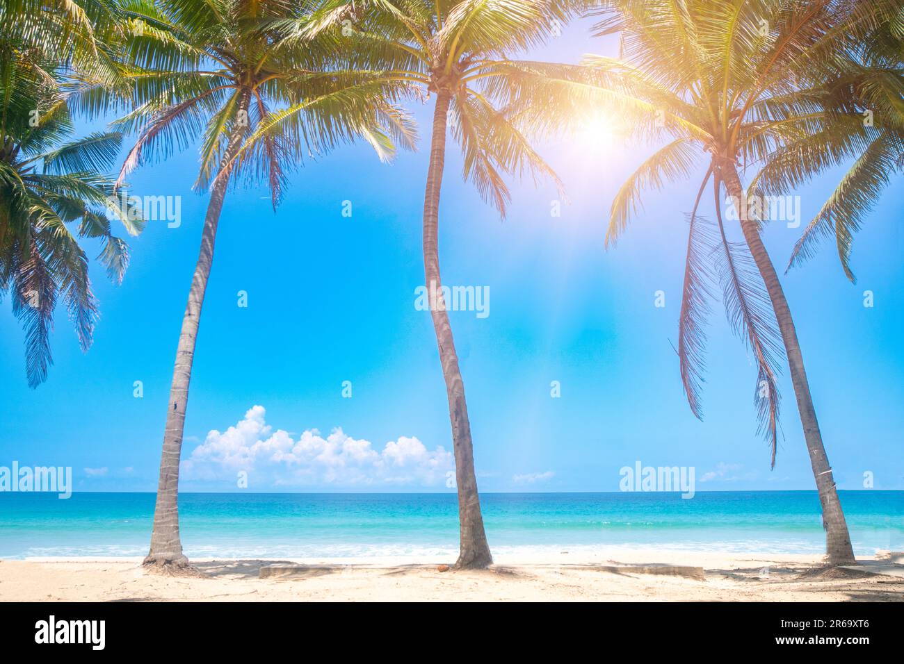 Tropical beach and coconut palm tree with blue sky background Stock ...