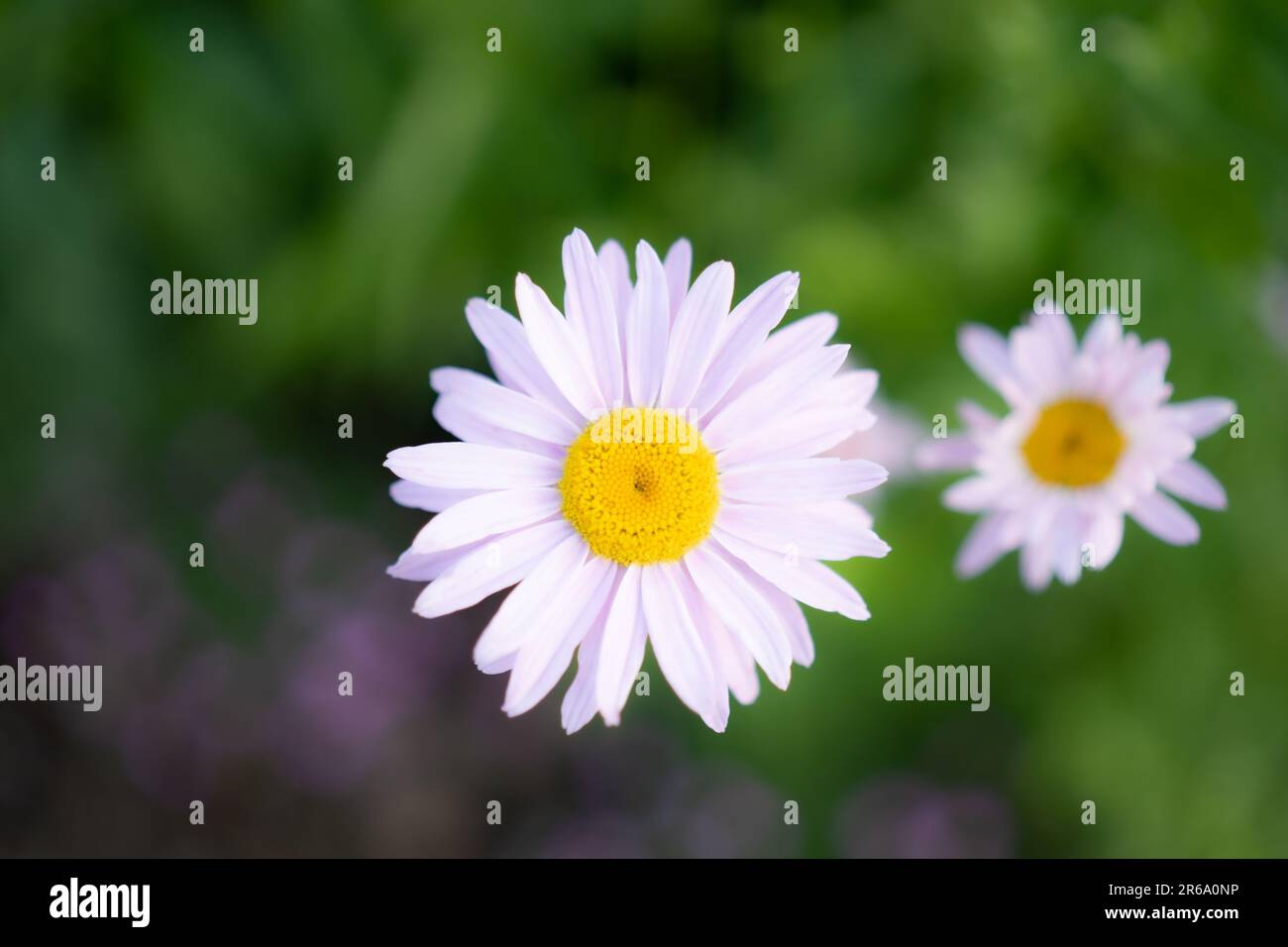 Radiant white flower hi-res stock photography and images - Alamy