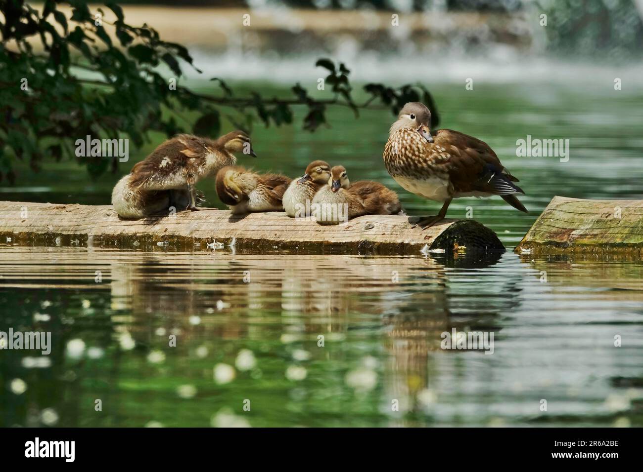 Mandarin Duck female with chicks, June, Germany Stock Photo
