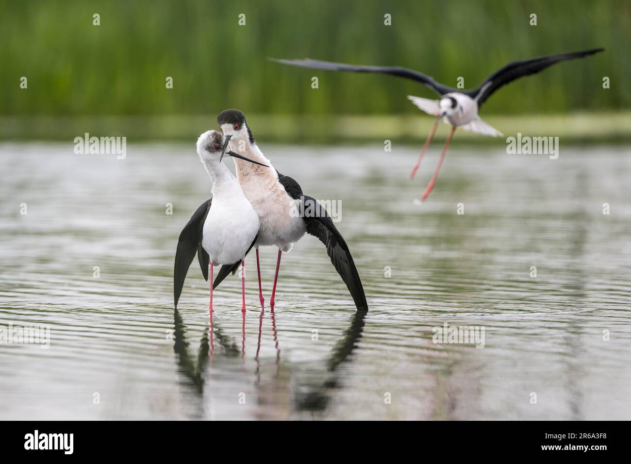 Blackwinged Stilt (Himantopus himantopus), couple making love in the