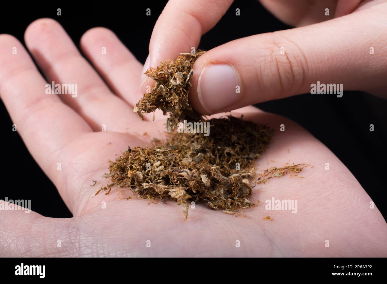 cutting tobacco by hand Cut tobacco in hand as a smoking concept Stock Photo