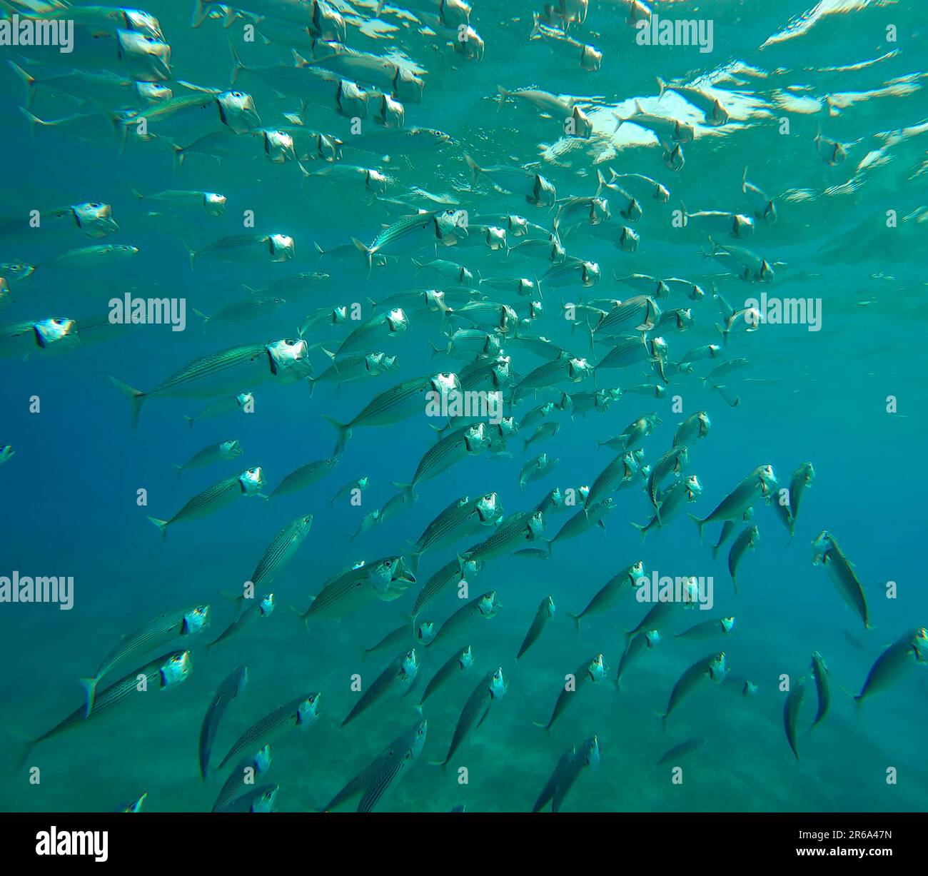 Shoal of Striped Mackerel or Indian Nackerel (Rastrelliger kanagurta) swims in blue water with open mouths filtering for plankton on sunny day sparkli Stock Photo