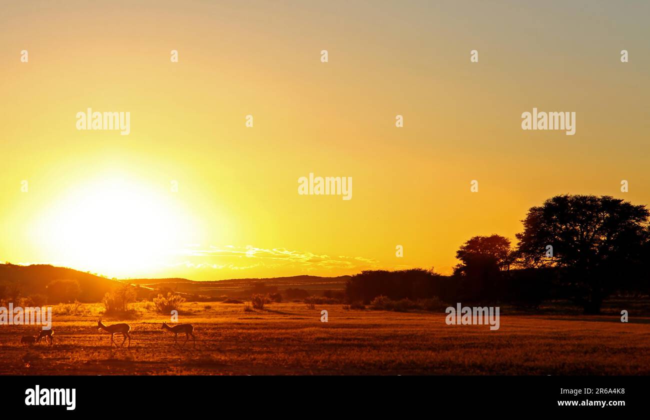 Impala at sunrise hi-res stock photography and images - Alamy