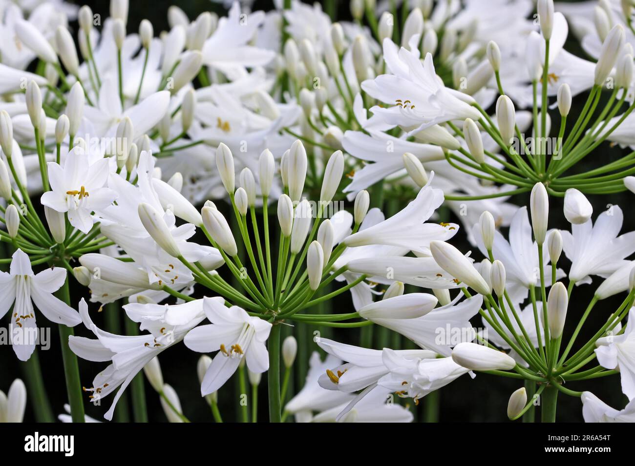 Jewel Lilies, Agapanthus Stock Photo