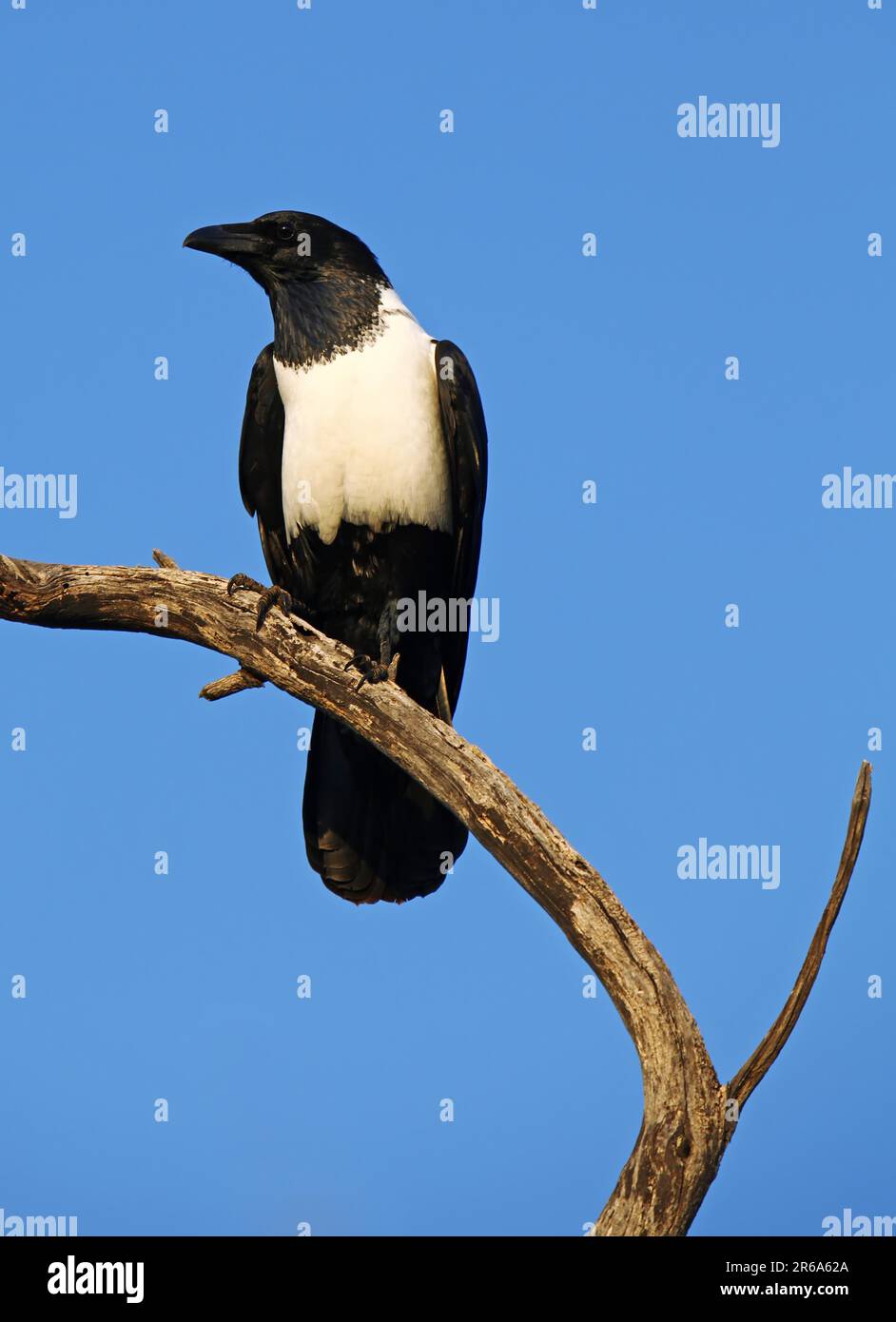 Schildrabe, Botswana, Makgadikgadi Pans National Park, pied crow