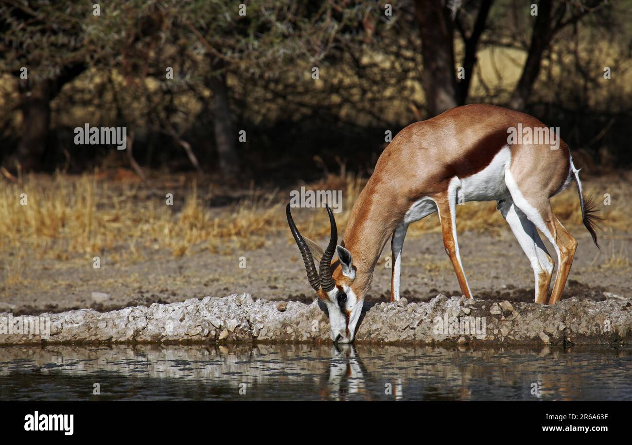 Springbock, Central Kalahari Game Reserve, Botswana, Botsuana, Springbok (Antidorcas marsupialis) Stock Photo