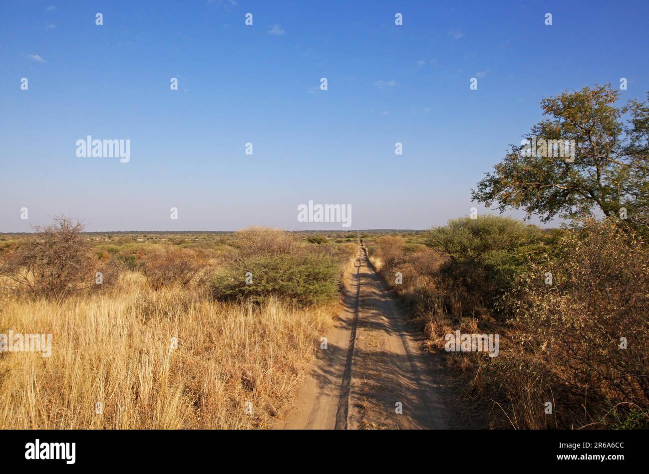 Piste im Central Kalahari Game Reserve, CKGR, Botswana, road in Central Kalahari Game Reserve, Botsuana Stock Photo