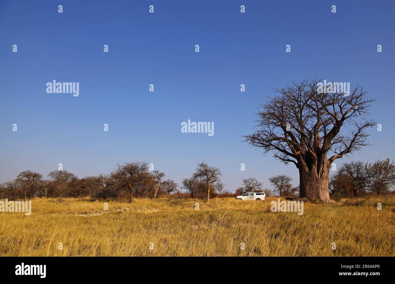 Camping at the Baobab in the evening light, baobab tree, Makgadikgadi