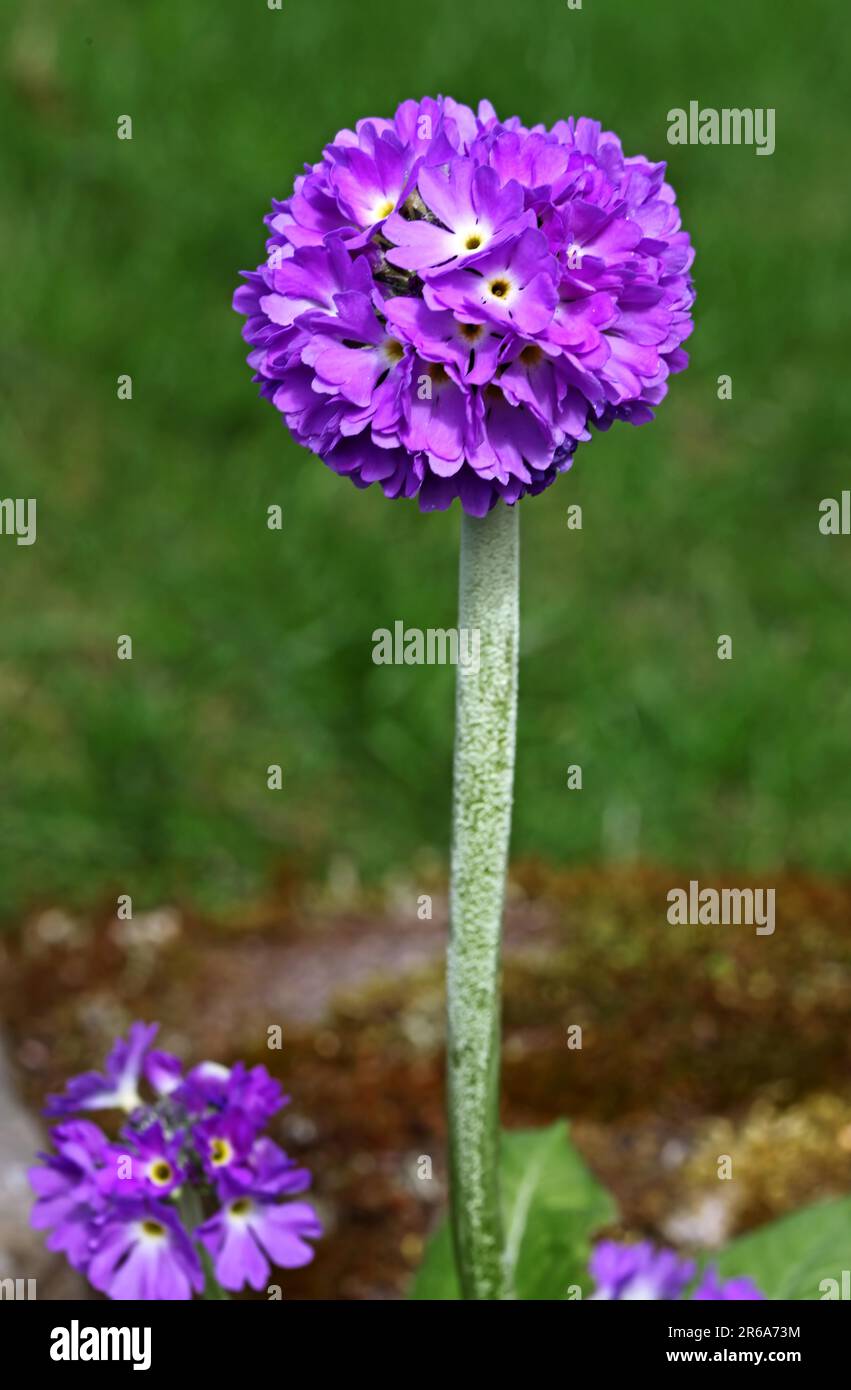 Kugel-Primel, primula, drumstick primrose (Primula denticulata), Himalayan primrose Stock Photo
