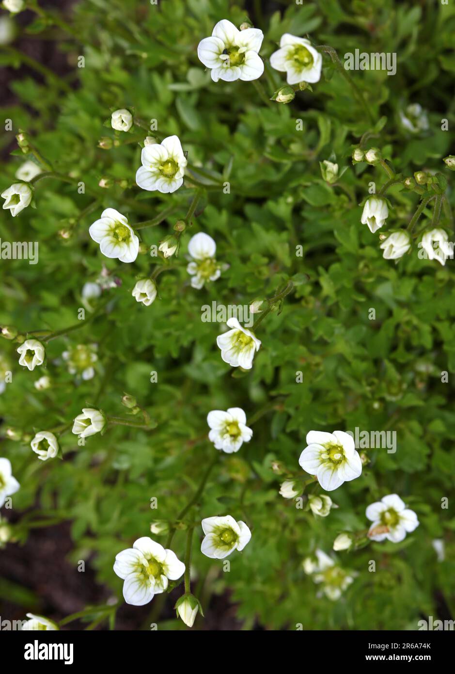 Mossy saxifrage (Saxifraga bryoides), mossy saxifrage, Dovedale moss, mossy saxifrage Stock Photo