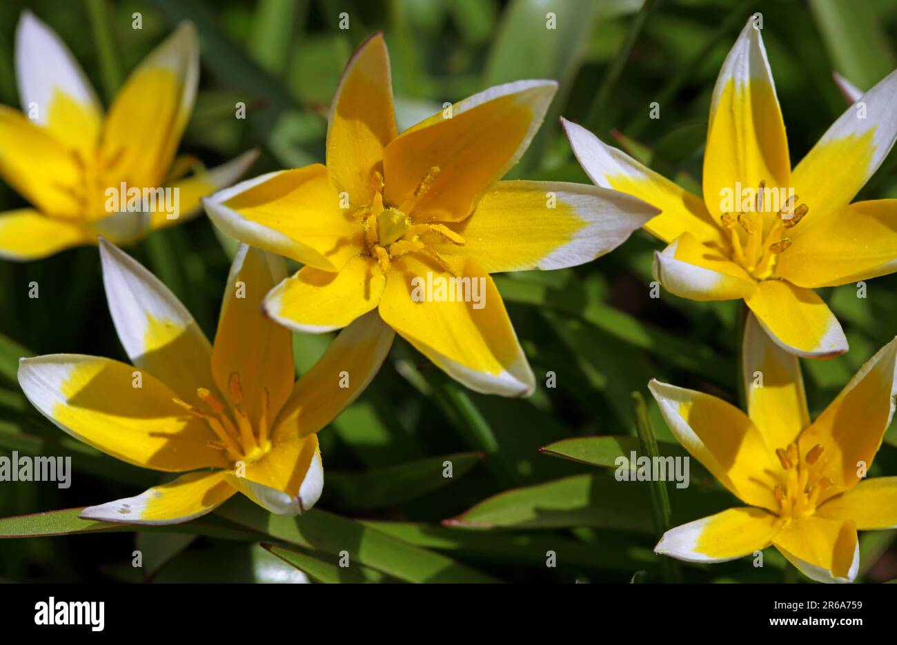 Wildtulpe, tulip (tulipa tarda) tarda Stock Photo