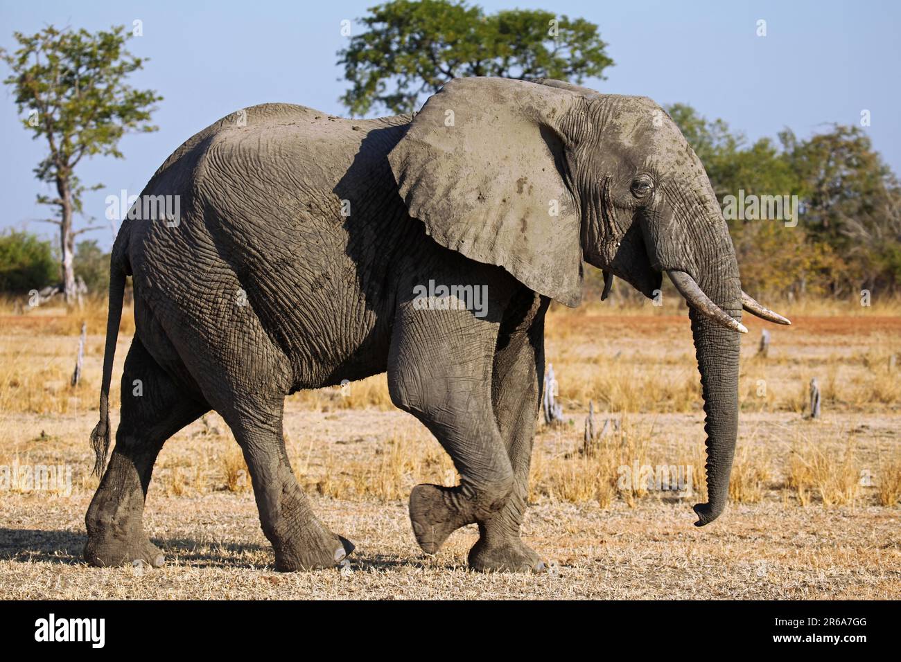 Elephant Loxodonta Africana At South Luangwa National Park Zambia elephant-loxodonta-africana-at-south-luangwa-national-park-zambia