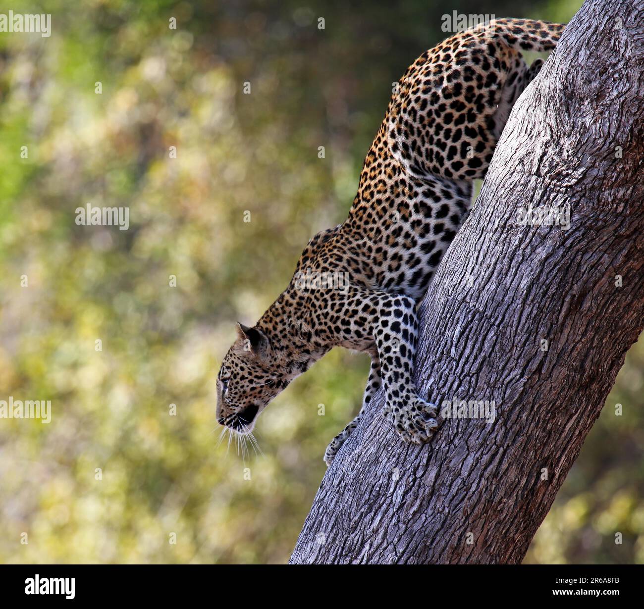 Leopard (Panthera pardus) on a tree, South Luangwa National Park ...