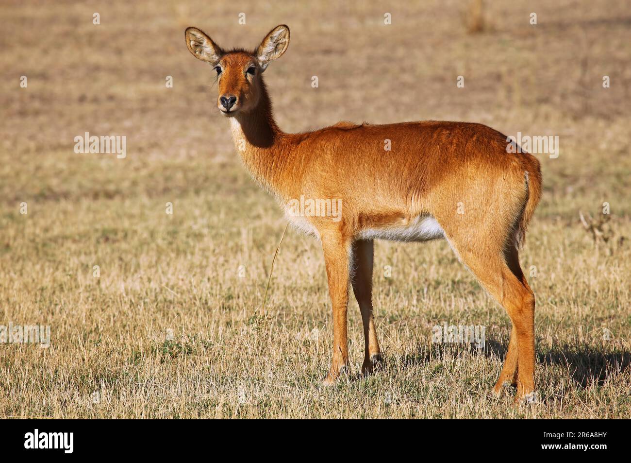 Puku (Kobus vardonii) in South Luangwa National Park, Zambia, puku, South Luangwa National Park, Zambia Stock Photo
