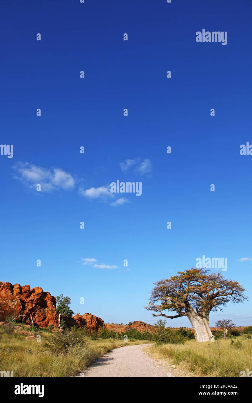 Landschaft mit Baobab im Mapungubwe-Nationalpark, S Stock Photo