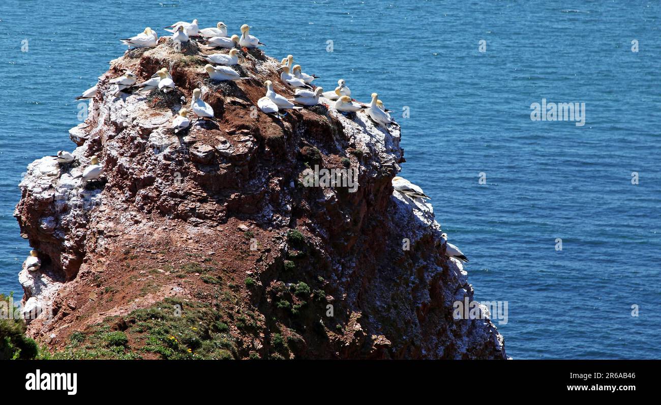 Vogelfelsen auf der Insel Helgoland, Deutschland, on famous Island Heligoland, Germany Stock Photo