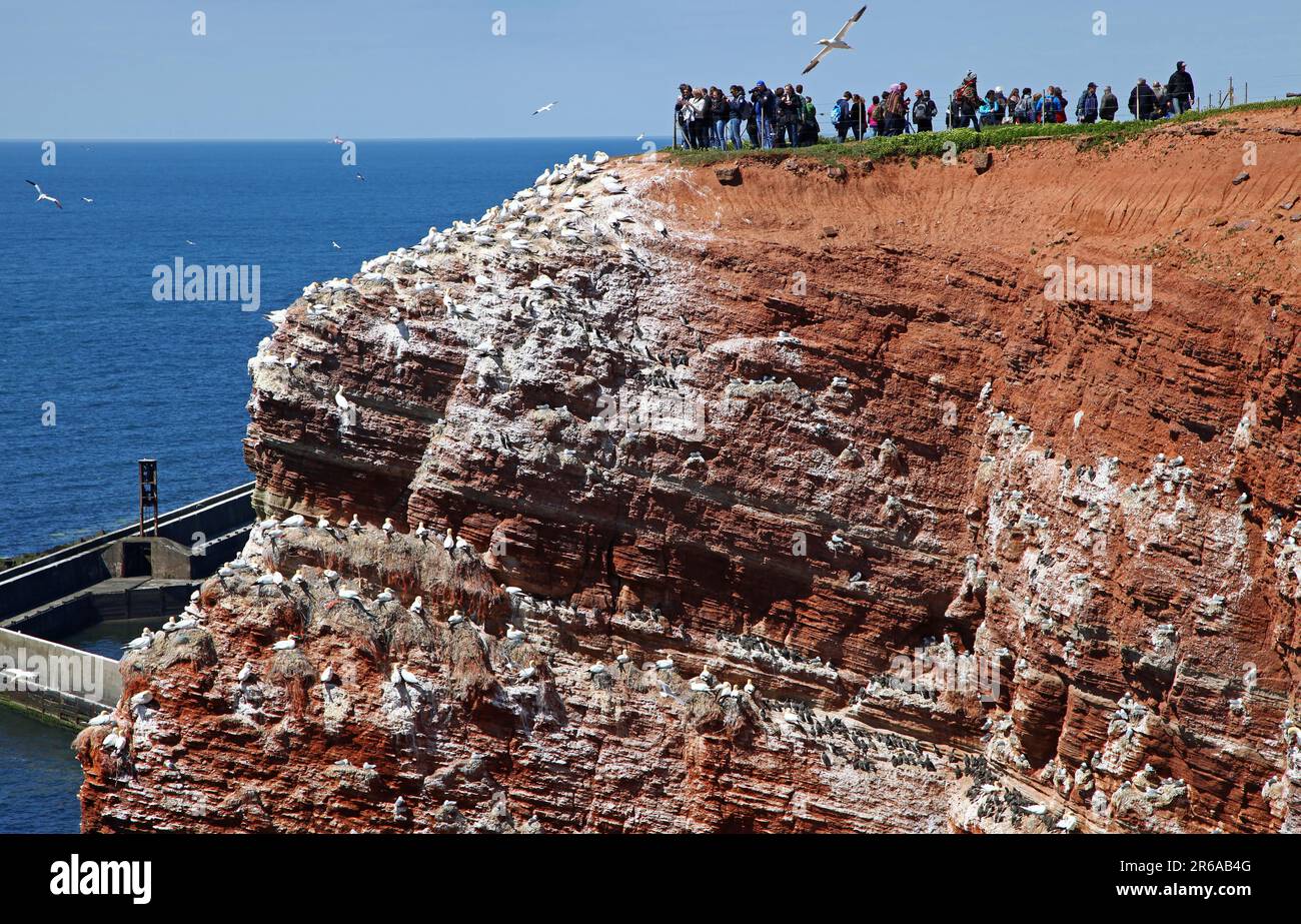 Vogelfelsen auf der Insel Helgoland, Deutschland, on famous Island Heligoland, Germany Stock Photo