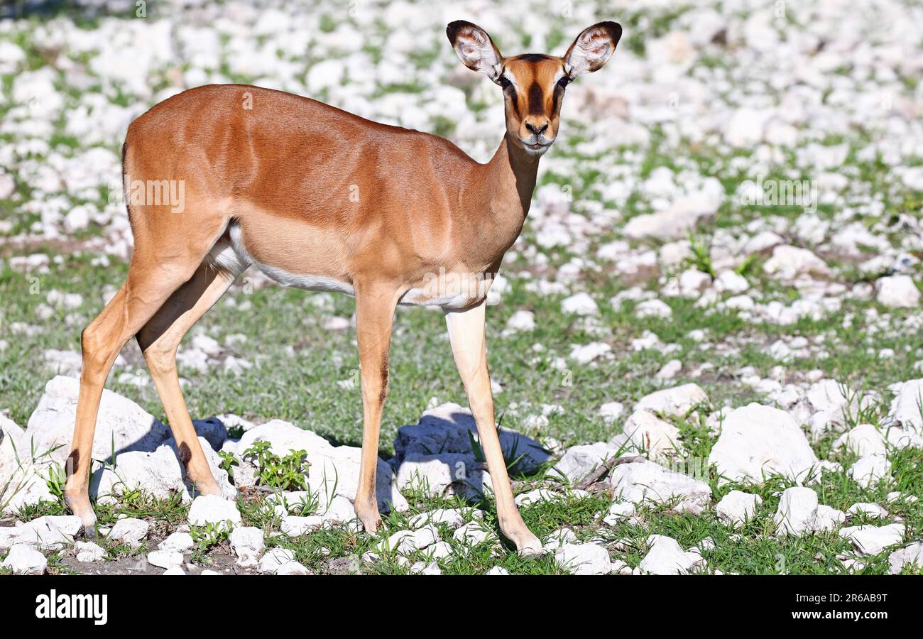 Young black faced impala hi-res stock photography and images - Alamy