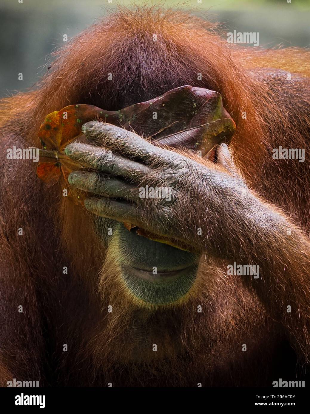 HILARIOUS images of an orangutan playing around with leaves and