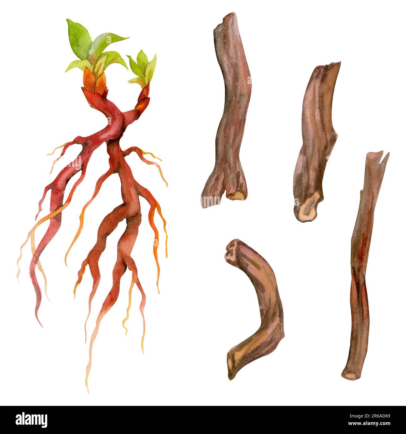 Hand drawn watercolor madder root, rubia plant coloring red dye. Hobby