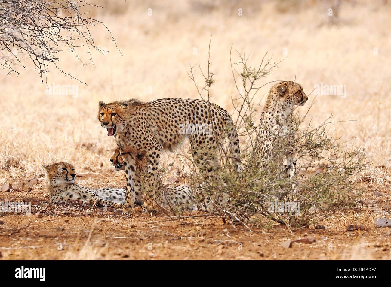 Vier Geparde im Kruger Nationalpark, S Stock Photo