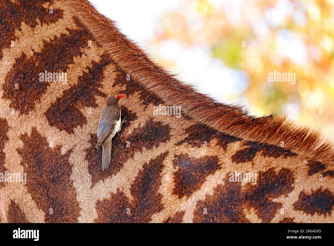 Oxpecker on a giraffe hi-res stock photography and images - Alamy