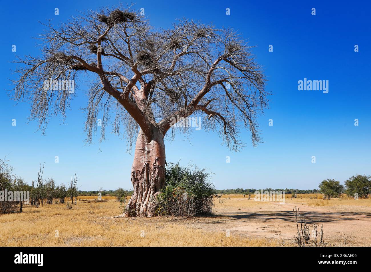 Monkey-bread tree (Adansonia digitata), South Luangwa NP, Zambia Stock Photo