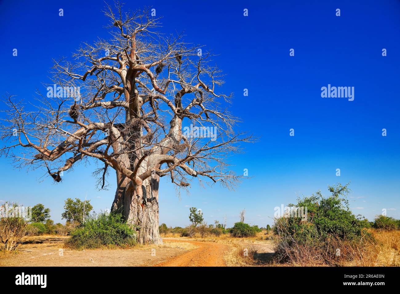 Monkey-bread tree (Adansonia digitata), South Luangwa NP, Zambia Stock Photo